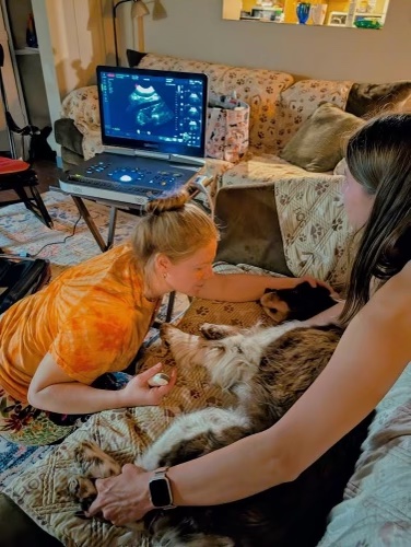 Ultrasound being performed on a dog